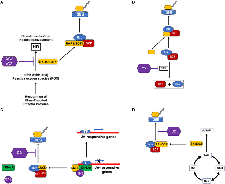 FIGURE 3