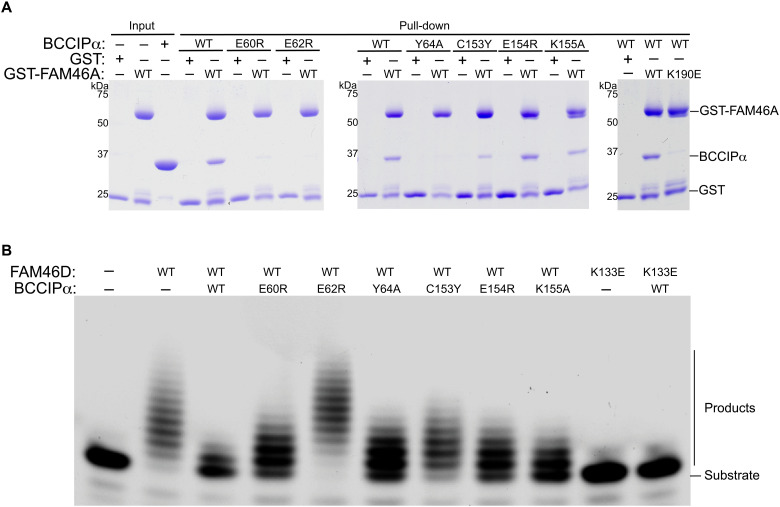 Fig. 7.