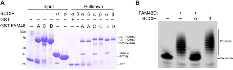 Fig. 2.