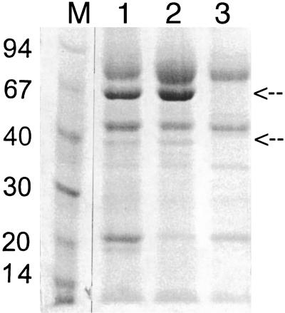 FIG. 3