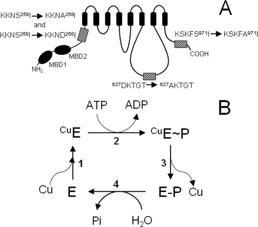 FIGURE 1.