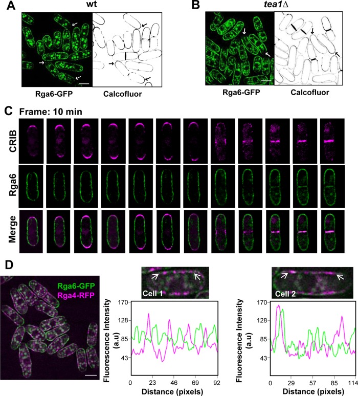 FIGURE 4: