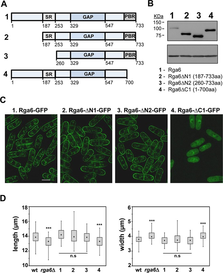 FIGURE 5: