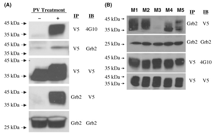 Fig 7