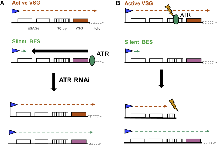 Figure 7