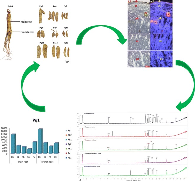 Graphical abstract