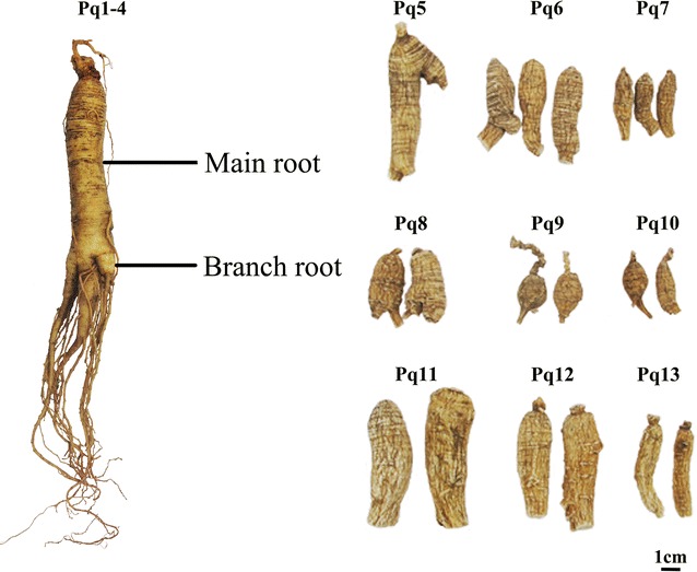 Fig. 1