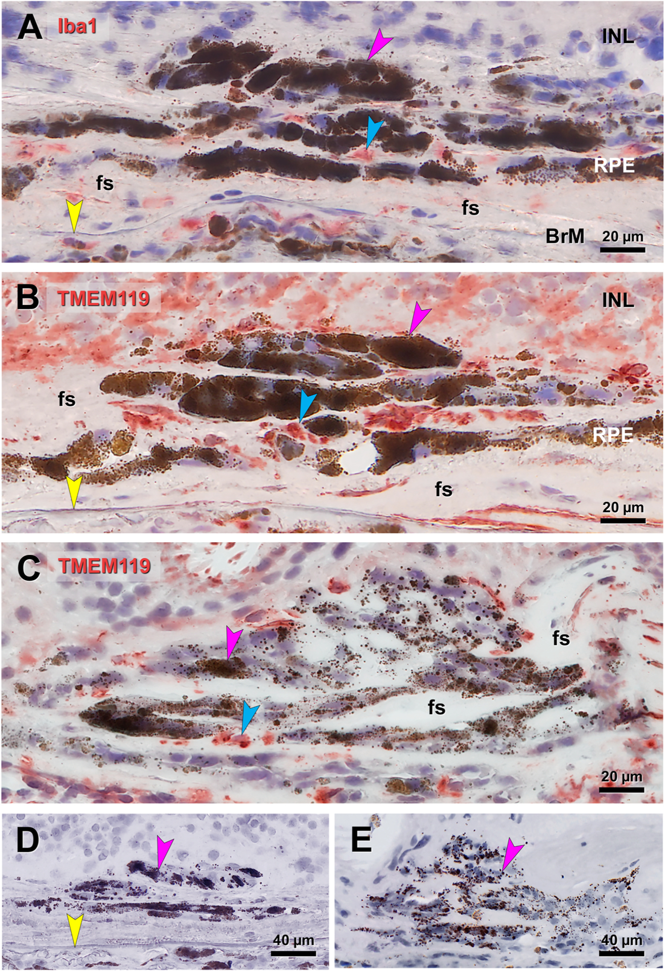 Fig. 9.