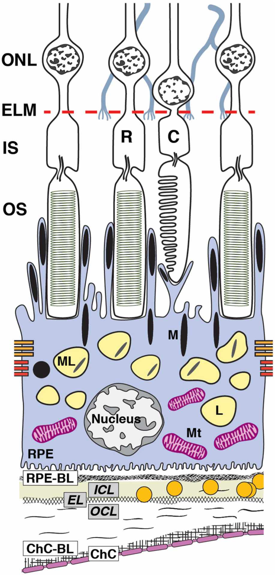 Fig. 1.