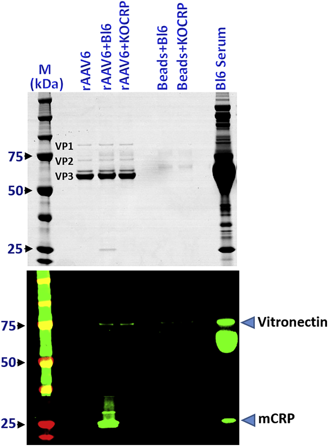 Figure 1