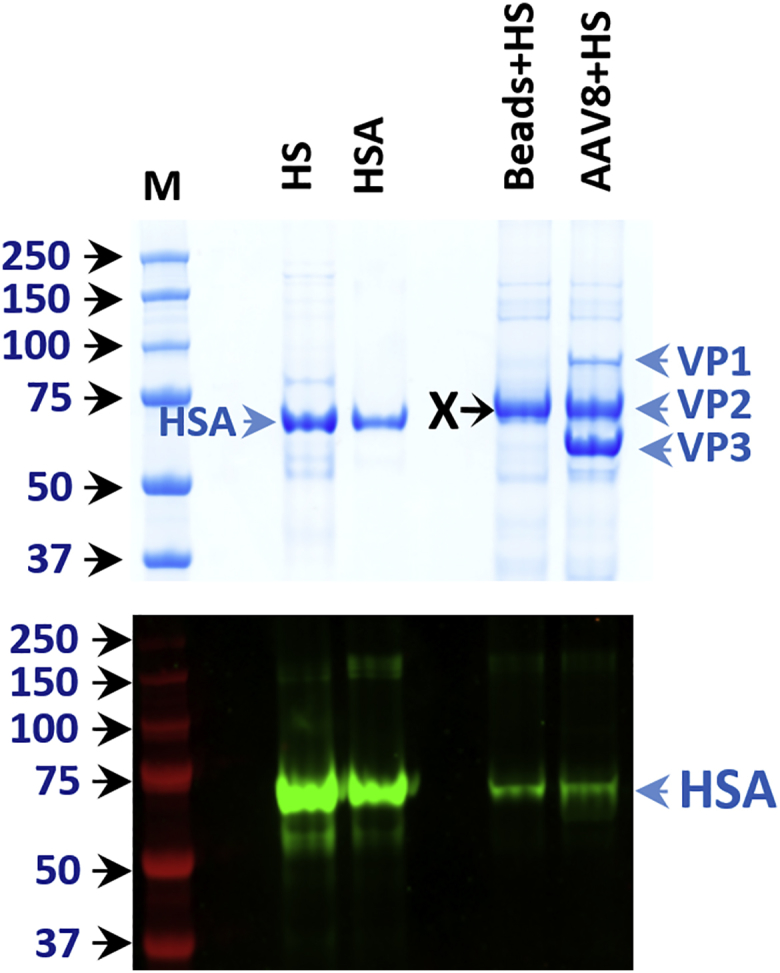 Figure 4