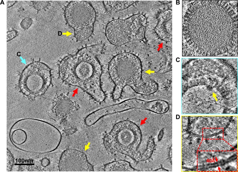 Fig 2