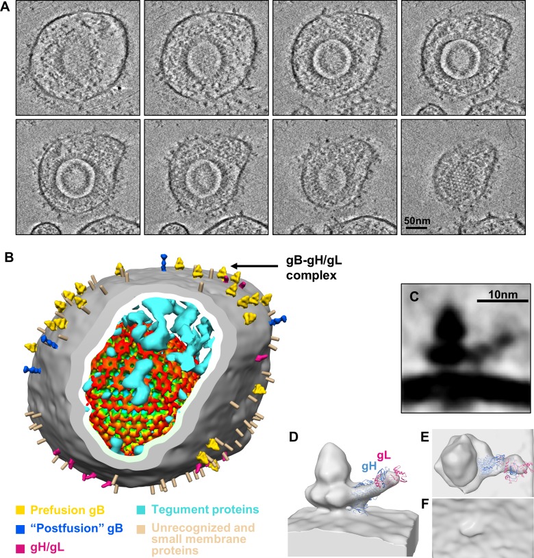 Fig 6