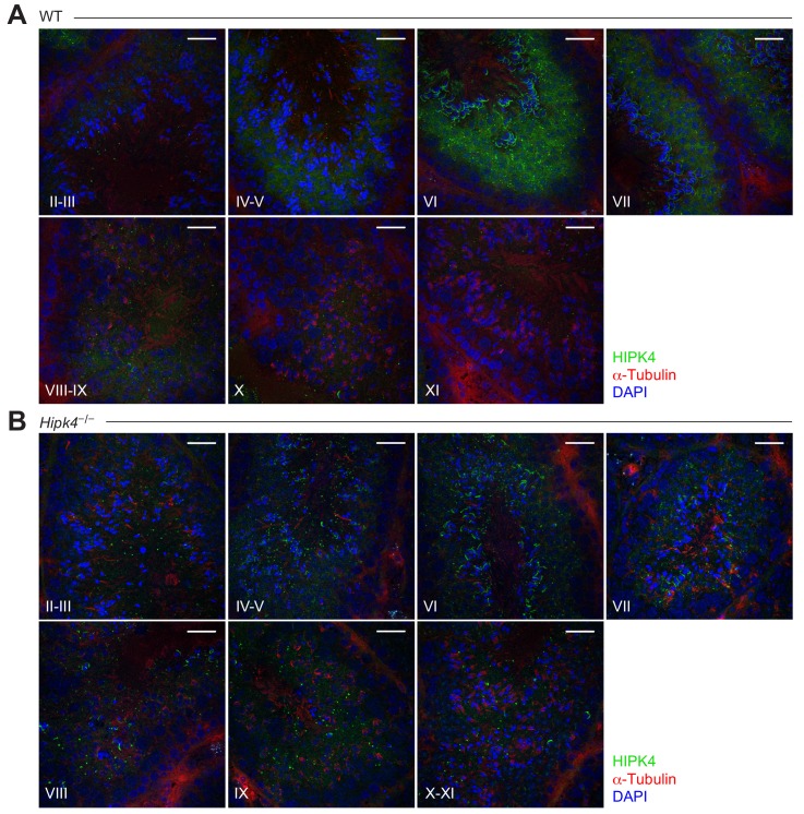 Figure 2—figure supplement 2.