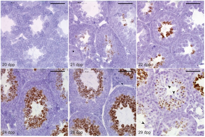 Figure 2—figure supplement 1.