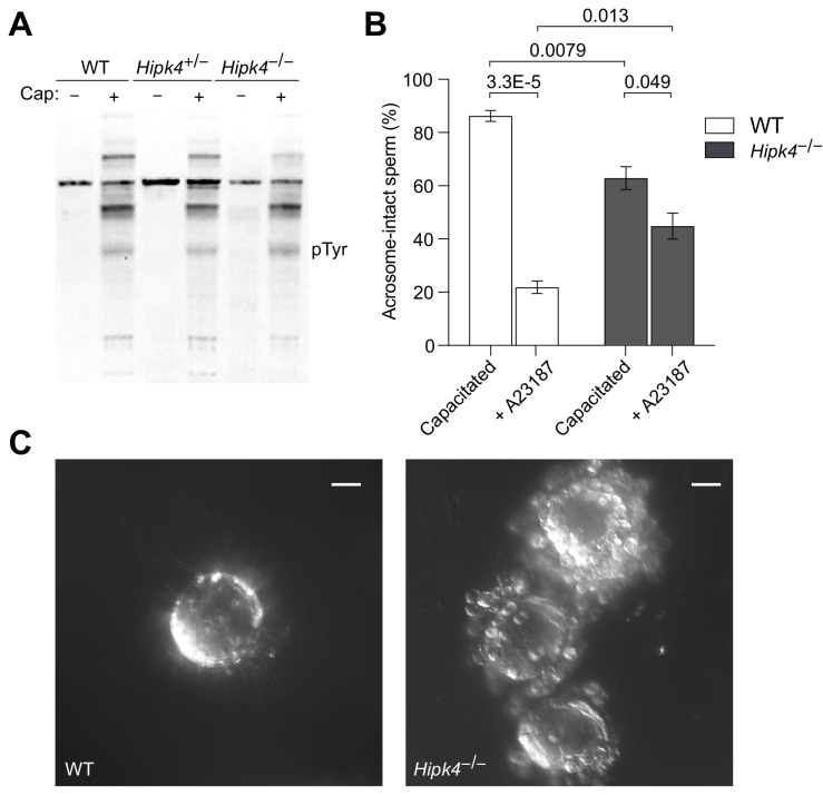 Figure 3—figure supplement 2.