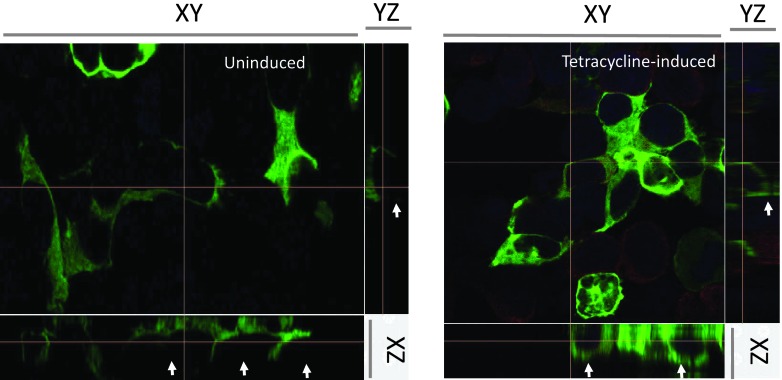 Figure 5