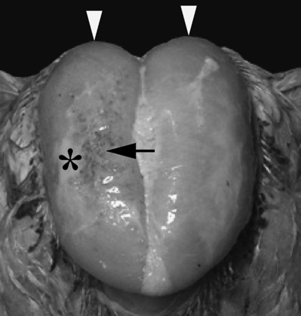 Fig. 3.