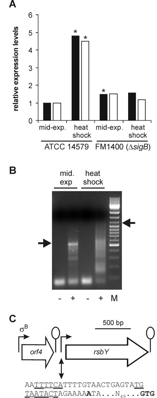 Analysis of the Role of RsbV, RsbW, and RsbY in Regulating σB Activity ...