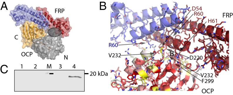 Fig. 4.