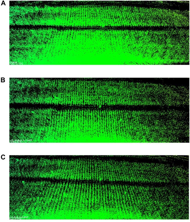 FIGURE 15