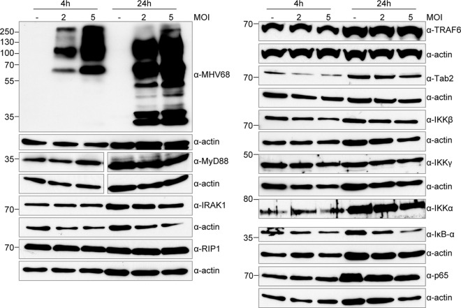 FIG 6