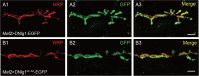 Figure 5—figure supplement 1.