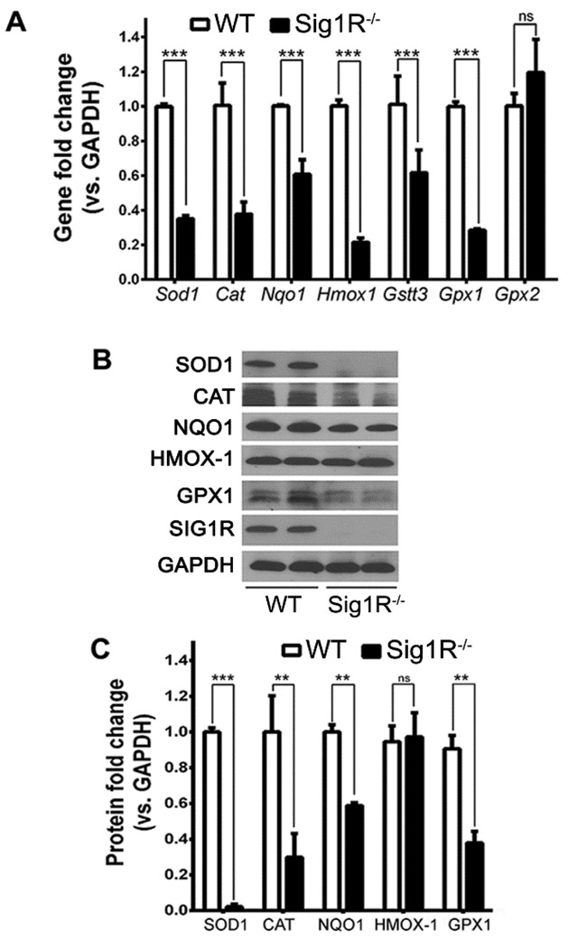 Fig. 10.