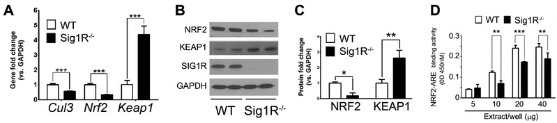 Fig. 11.