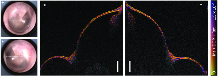 Fig. 8