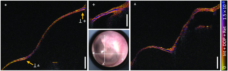 Fig. 7