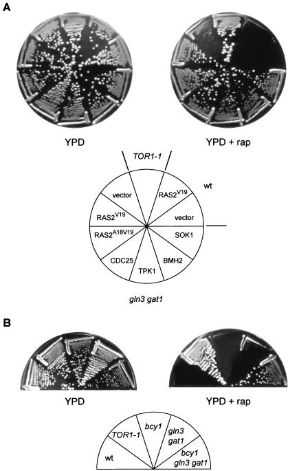 FIG. 1.