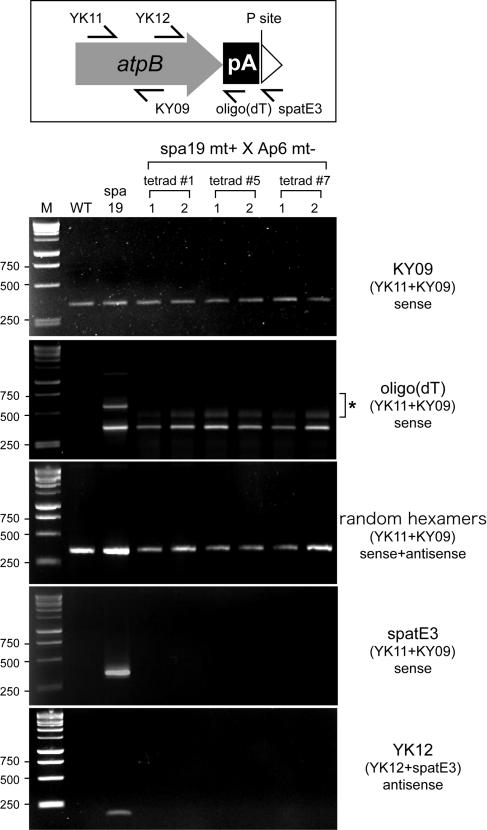 Figure 12.