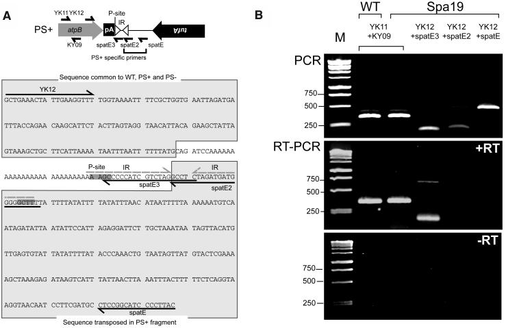 Figure 6.