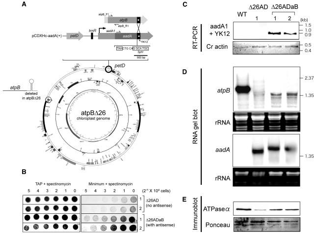 Figure 10.