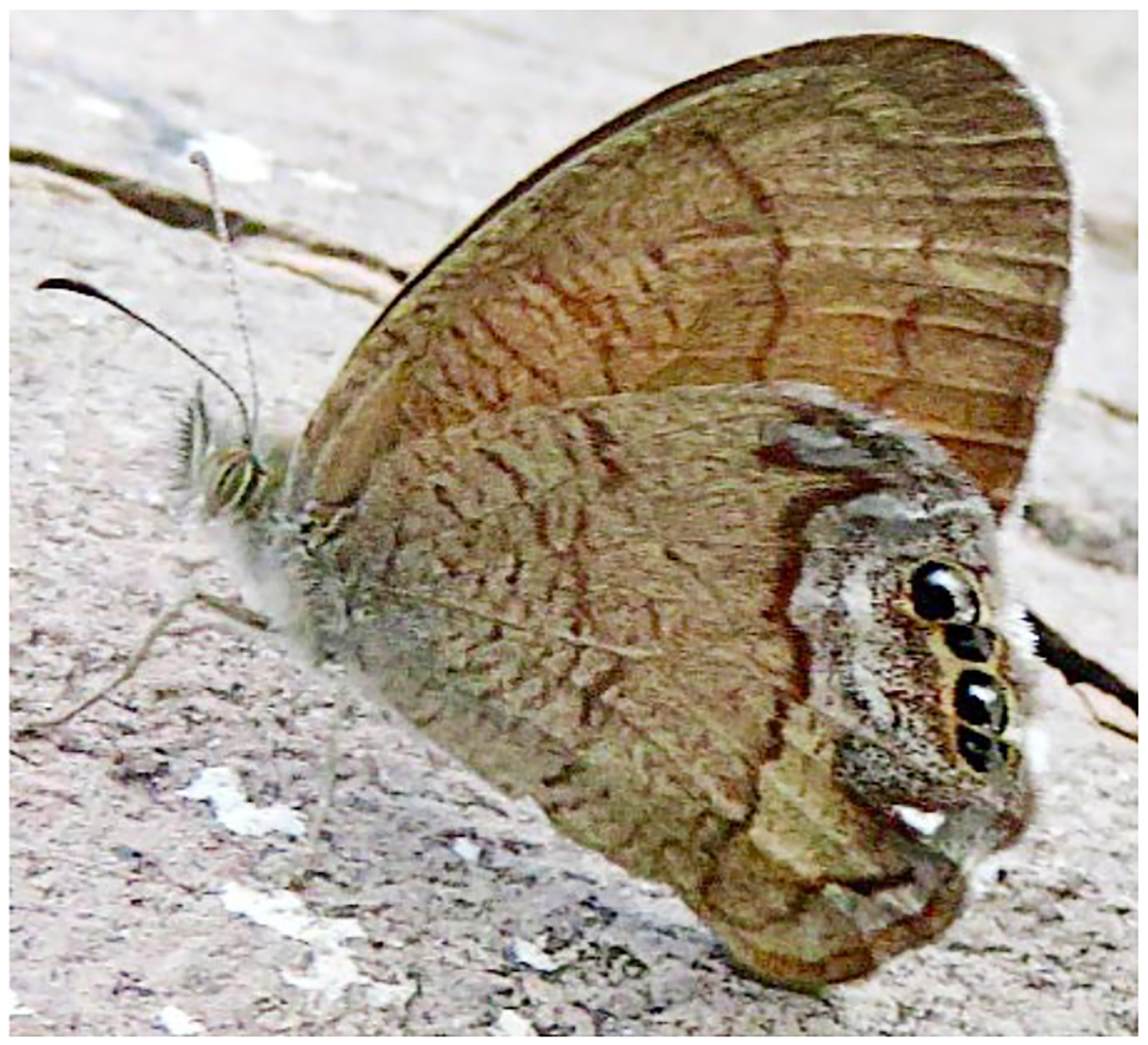 Fig. 15.