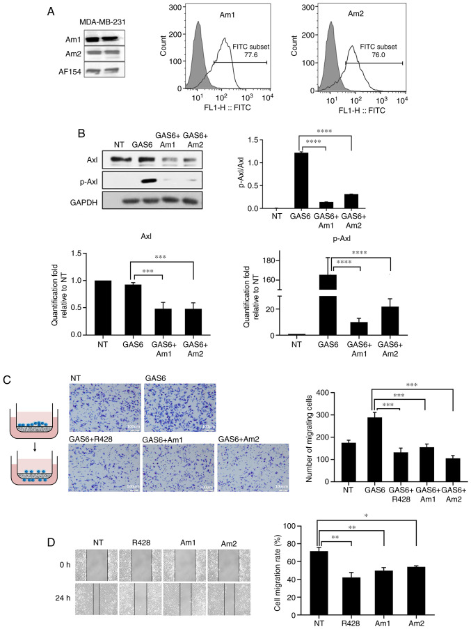 Anti-Axl monoclonal antibodies attenuate the migration of MDA-MB-231 ...