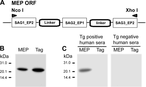 Fig 3