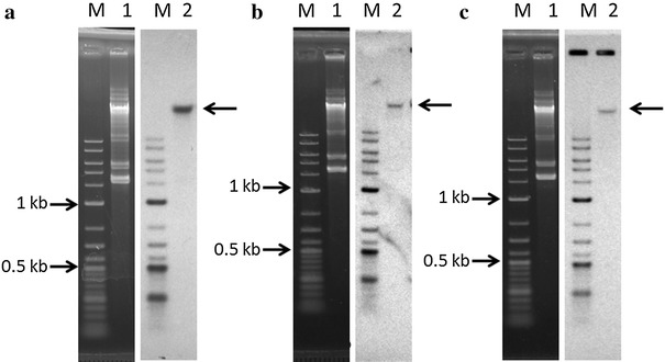 Figure 5