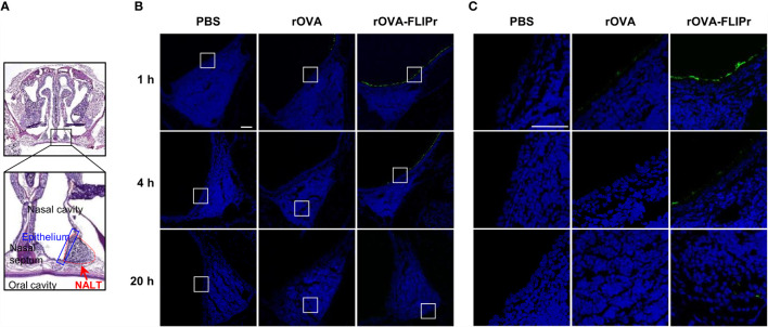 Figure 1