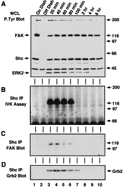 FIG. 7