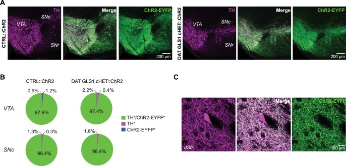 Figure 3—figure supplement 1.