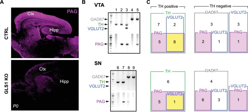 Figure 1—figure supplement 1.