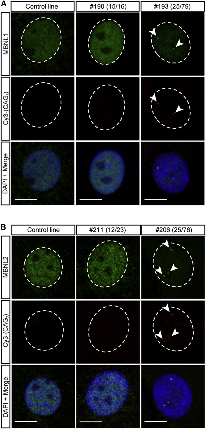 Figure 3