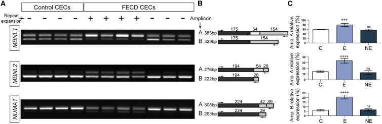 Figure 4