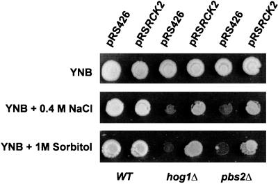 FIG. 7