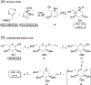 Scheme 1