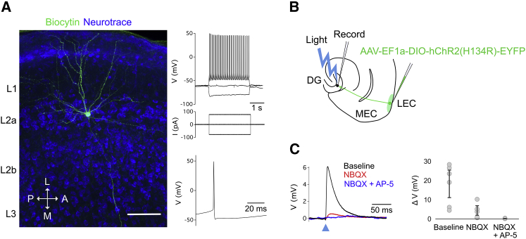 Figure 2