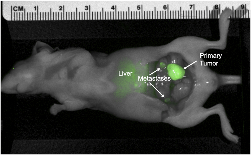 Fig. 6