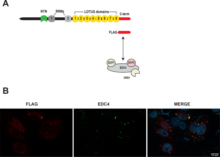 Figure 6—figure supplement 1.